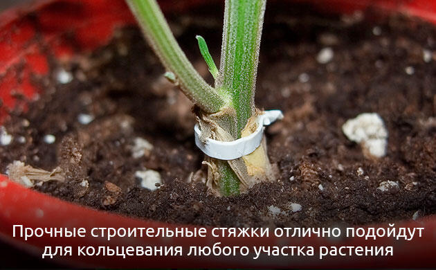 Выбор материала для кольцевания марихуаны Какой материал подходит для кольцевания конопли?