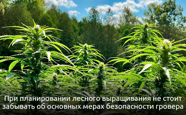 Растения конопли в естественной лесной экосистеме