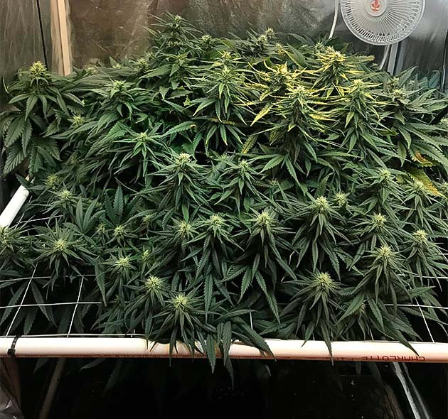 Гроурепорт сорта HulkBerry выращивание HulkBerry