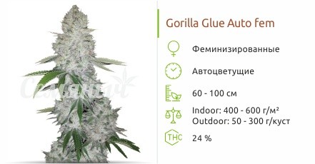 Gorilla Glue Auto fem от FastBuds