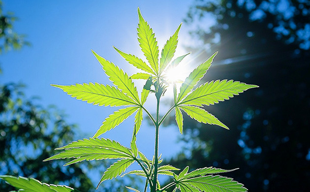 Хлорофилл и его значение для конопли Роль хлорофилла в жизни конопли