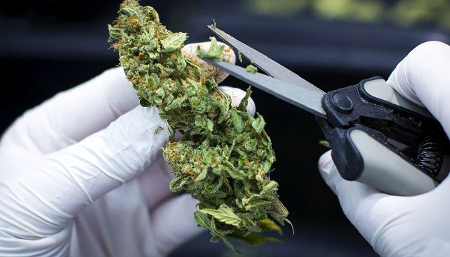 Стрижка шишек марихуаны Сбор урожая марихуаны