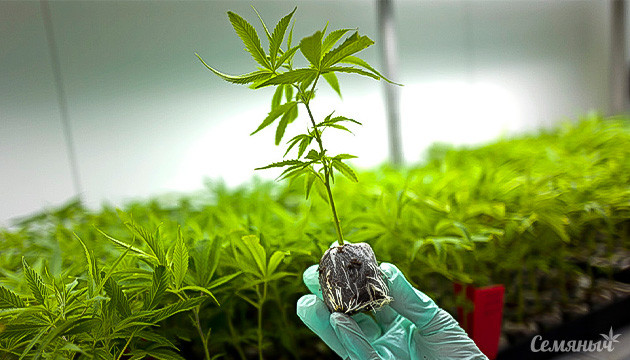 Клон конопли