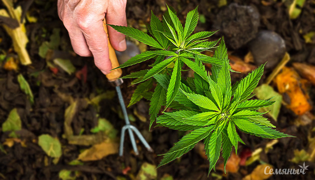 Органическое садоводство: блага природы Тонкости органического аутдора