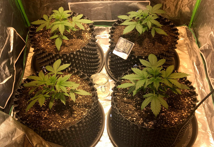 Кусты Jack 47 Auto ростом 10 см