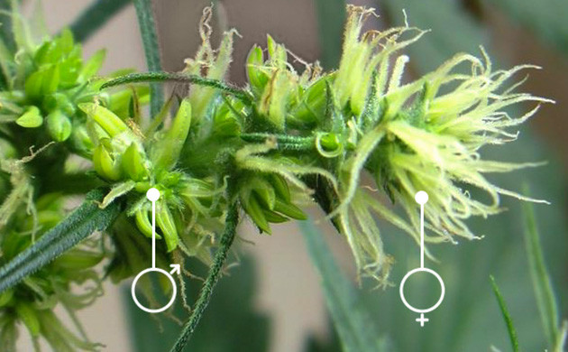 Внешние признаки гермафродитизма Конопля с признаками гермафродитизма