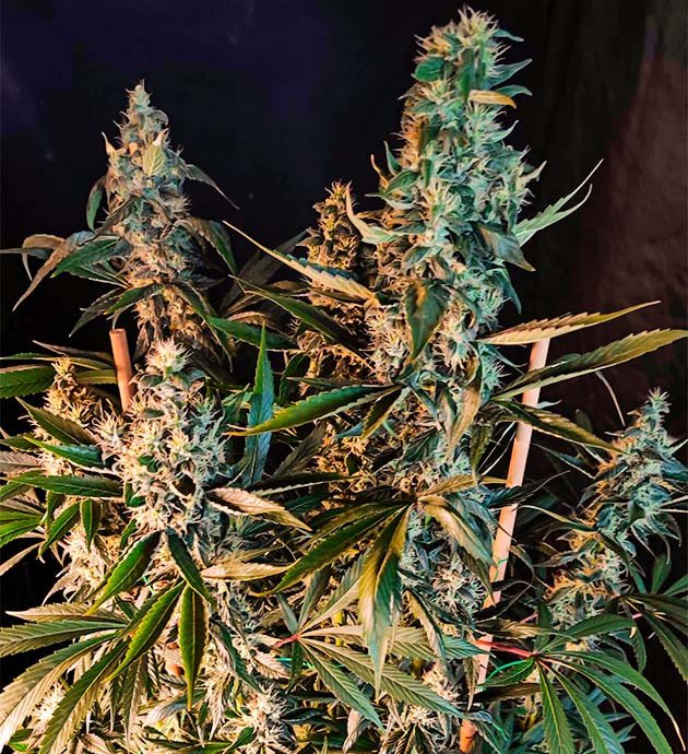 Подготовка к харвесту конопли Sweet Cherry Pie подготовка к харвесту Sweet Cherry Pie