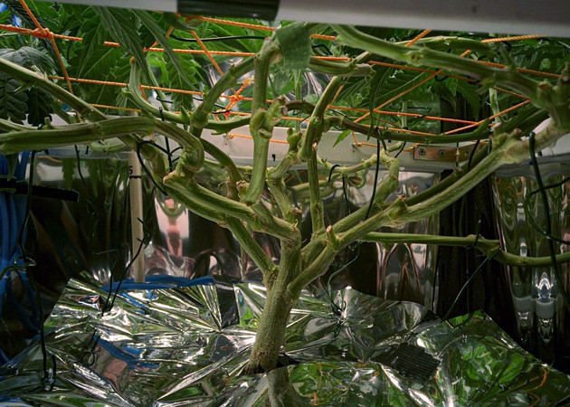 Перевод куста на цветение Ствол конопли