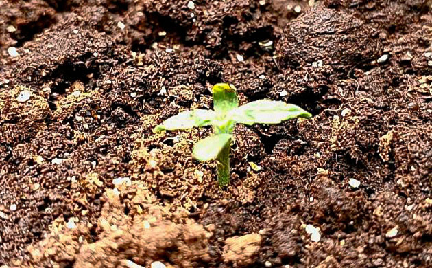 Проращивание сорта Florida Sunrise Auto от 7CH American Росток Florida Sunrise Auto от 7CH American на 1 неделе