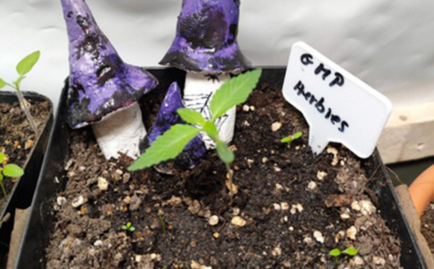 Развитие рассады на второй неделе выращивания Формирование второй пары листьев