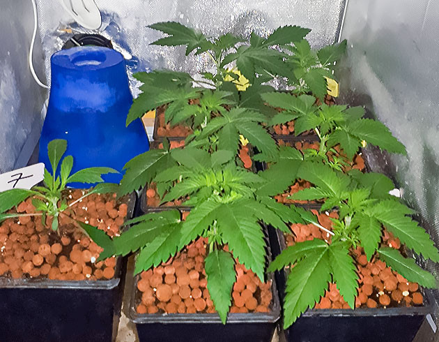 Четвертая неделя стадии вегетации Различие фенотипа у 7 куста