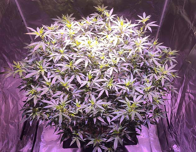 Фаза активного цветения началась Blueberry Muffin: пестики и бутоны