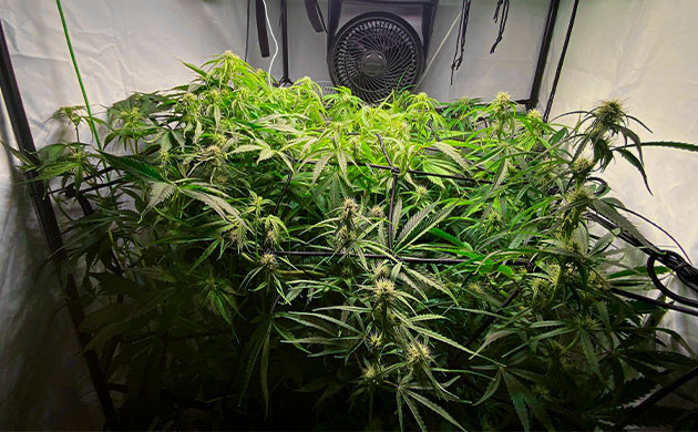 Набор массы шишек и продолжение активного роста куста Возвращение сетки скрог из-за активного роста