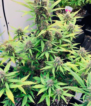 Куст конопли на восьмой неделе выращивания