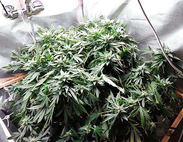 Остановка роста куста и появление сладкого запаха Куст ростом 60 см