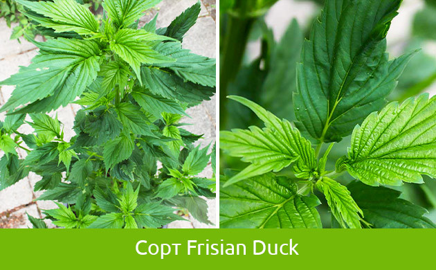 Листья сорта Frisian Duck Специально выведенная конопля с другими листьями