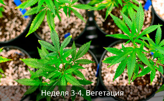 Вегетация автоцветущих сортов Вегетация автоцветов