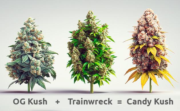 Селекция и генетические вариации сорта Candy Kush
