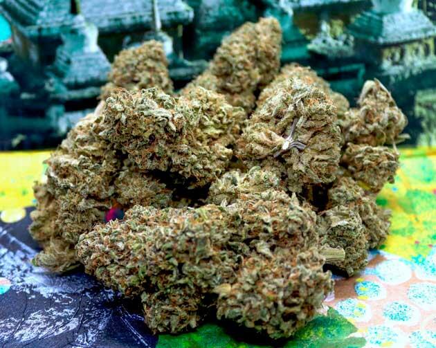 Собранные шишки конопли