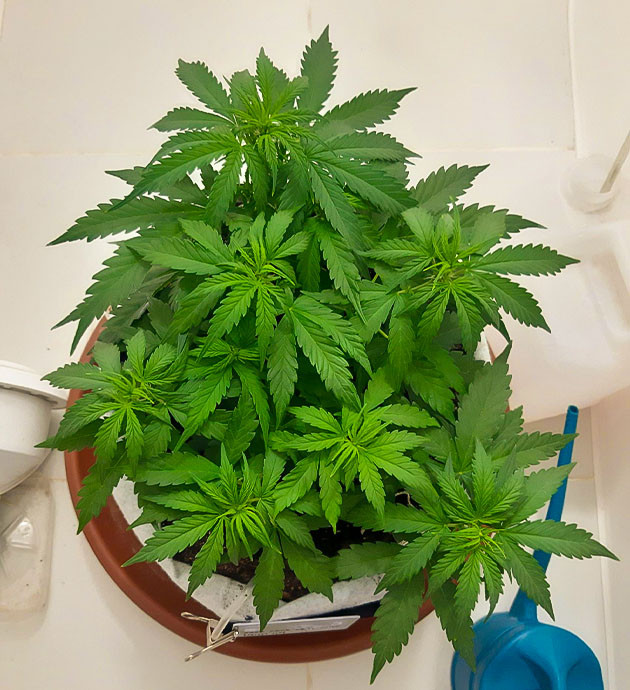 Полив и корректировка условий Gorilla Auto