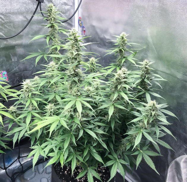 Образование соцветий и трихом Pink Rozay Auto Начало цветения Pink Rozay Auto