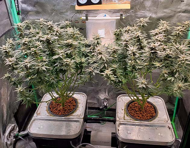 Подготовка к промывке конопли Конопля сорта Apple Betty приобретает фиолетовый оттенок