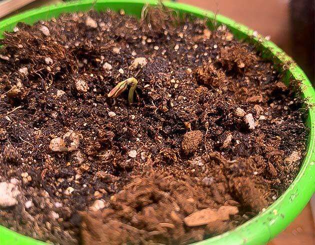 Проращивание семени конопли в воде