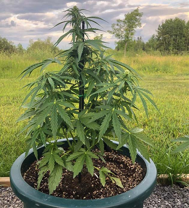 Стимуляция цветения сорта Original Jack Herer Auto