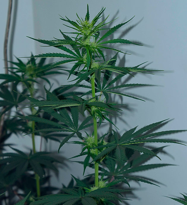 Применение дефолиации и HST