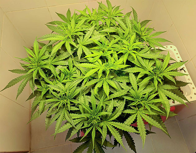 Перевод на цветение растения Johnny Cage Auto Стимуляция цветения сорта Johnny Cage Auto