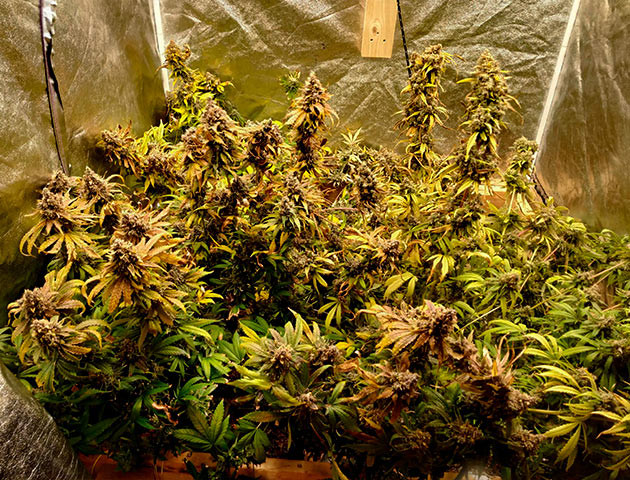 Куст перед харвестом