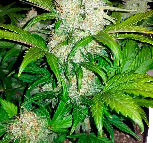 Quarter Pounder Auto на 9 неделе роста