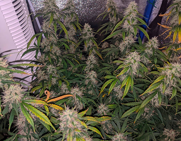 Пожелтение листьев перед харвестом