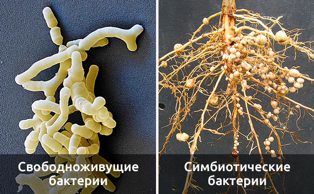 Понимание ризобактерий
