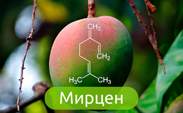 Терпен мирцен Химическое соединение мирцена