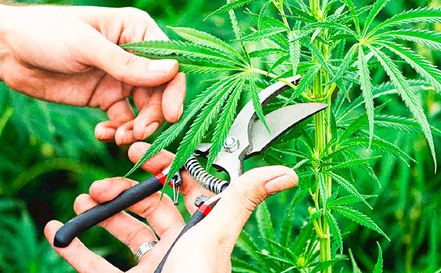 Хорошая санитарная обработка Хорошая санитарная обработка