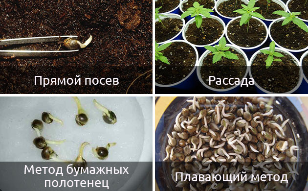 варианты проращивания семян Какие есть варианты проращивания семян