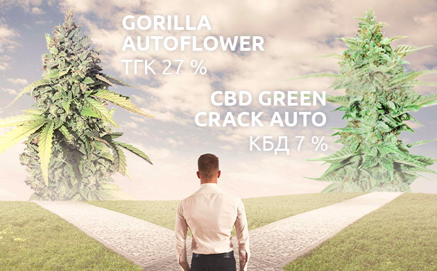 Как выбрать семена автоцветов Как выбрать нужный автоцвет