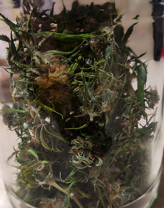 Сбор урожая с кустов Roze Runtz Сбор урожая Roze Runtz