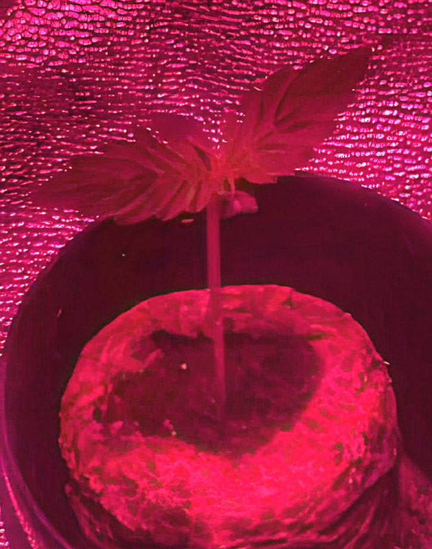 Проращивание марихуаны Росток сорта Strawberry Banana Auto