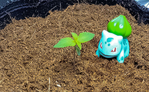 Проращивание семян Purple Lemonade Auto