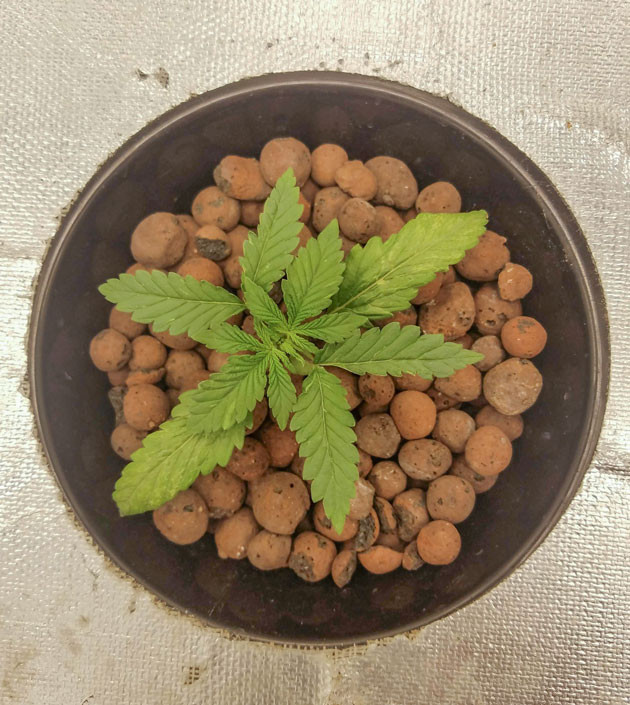 Рост и развитие Bruce Banner Auto