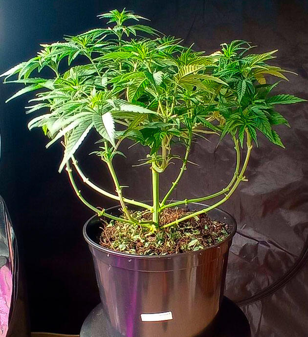 Куст Jealousy Kush от Seedkeepers на 5 неделе