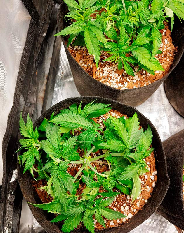 Тренировка кустов LST-подгибом Подгиб ветвей и обрезка листьев куста