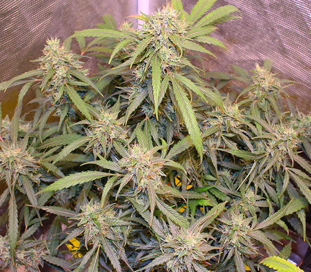 Смена цвета листьев на фиолетовый