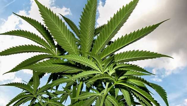 Как правильно выращивать марихуану в аутдоре Выращивание в аутдоре