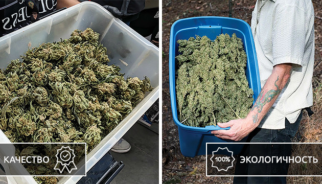 Качество и количество урожая Качество урожая в индоре и аутдоре