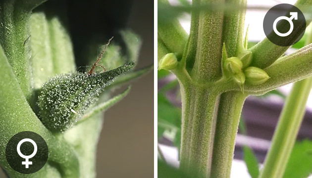 Как отличить мужские соцветия от женских Мужские и женские соцветия