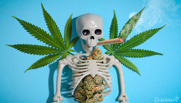 Вред марихуаны Вред конопли