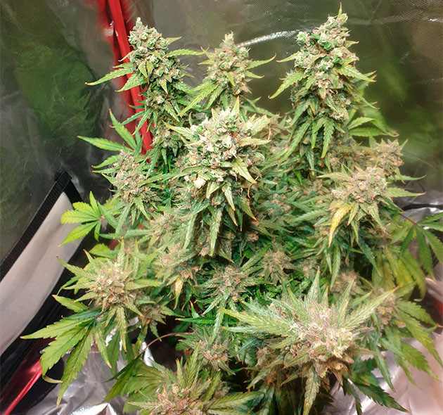 Подготовка к харвесту Zkittlez Auto Промывка растихи перед харвестом